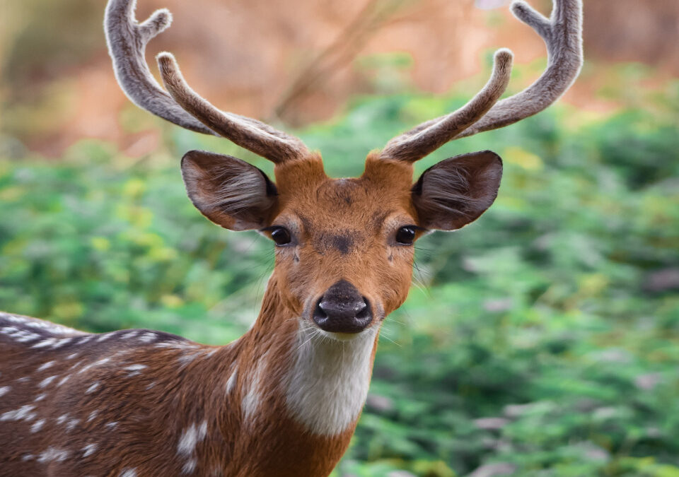 Deer Feeders: Tips to Allure Deer for Hunting and Backyard Deer Watching