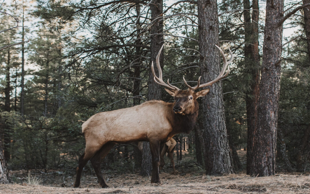The Lessons I Learned From Deer Hunting